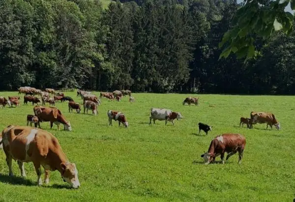 Biohof Kopper - Bio Mutterkühe